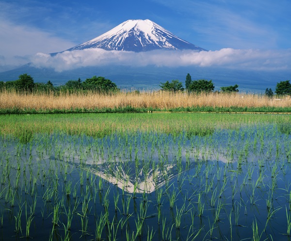 「水田の逆さ富士」のサムネイル画像