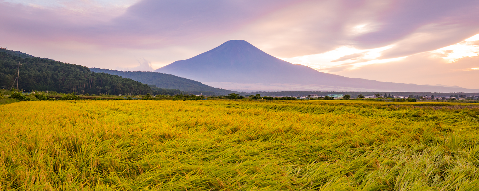 秋の内野のススキと富士山の画像