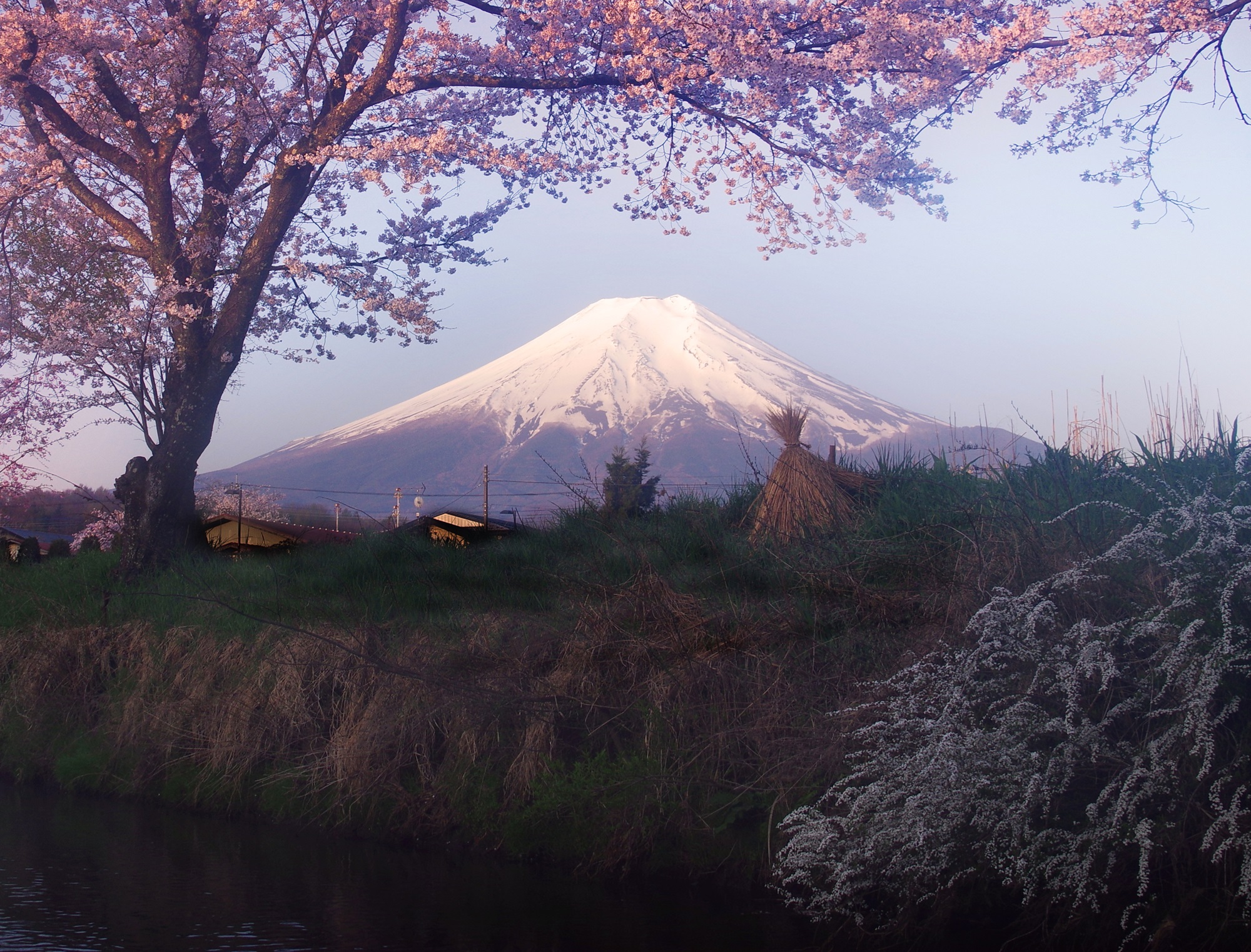 フロントページ　春の富士山「霞の春に咲く」