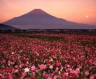 2007年 フォトコン 一般部門 シルバー賞 残月の花園/大柴力