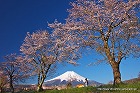 2012年 フォトコン 一般部門 シルバー賞 春の散歩道/岡本芳隆