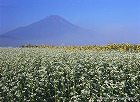 2012年 フォトコン 一般部門 特別賞 【写真弘社賞】 霧晴れて/永野敏昭