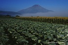 2013年 フォトコン シルバー賞 忍野の夏/倉形二美男