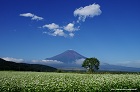 2014年 フォトコン ゴールド賞 そばの花の咲く季節/中西輝実