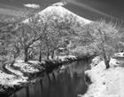 2021年 フォトコン 写真弘社賞  春の雪/市川宏