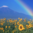 富士山とひまわりの写真