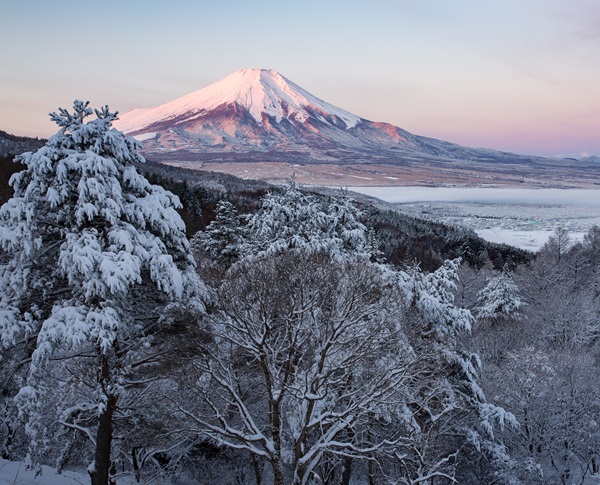 「初雪の紅」のサムネイル画像