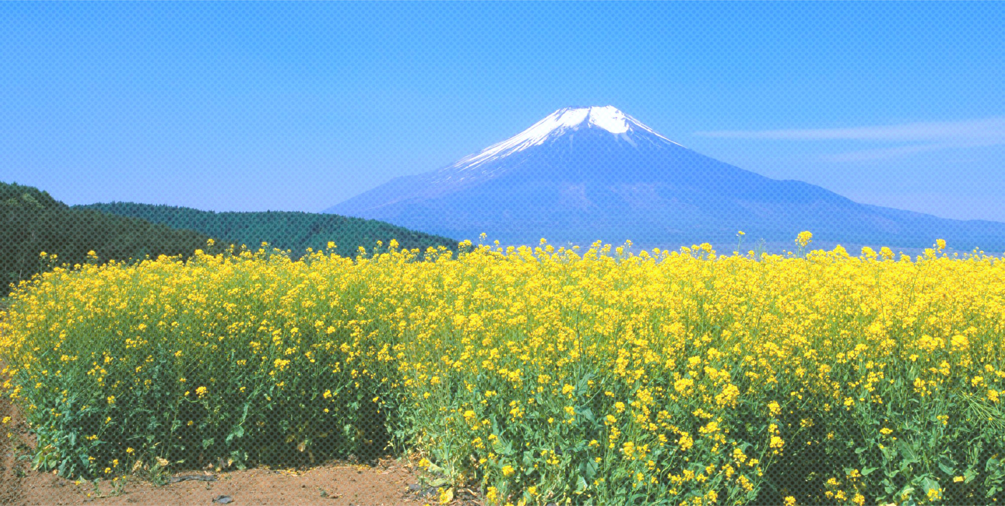 トップページ背景　菜の花と富士