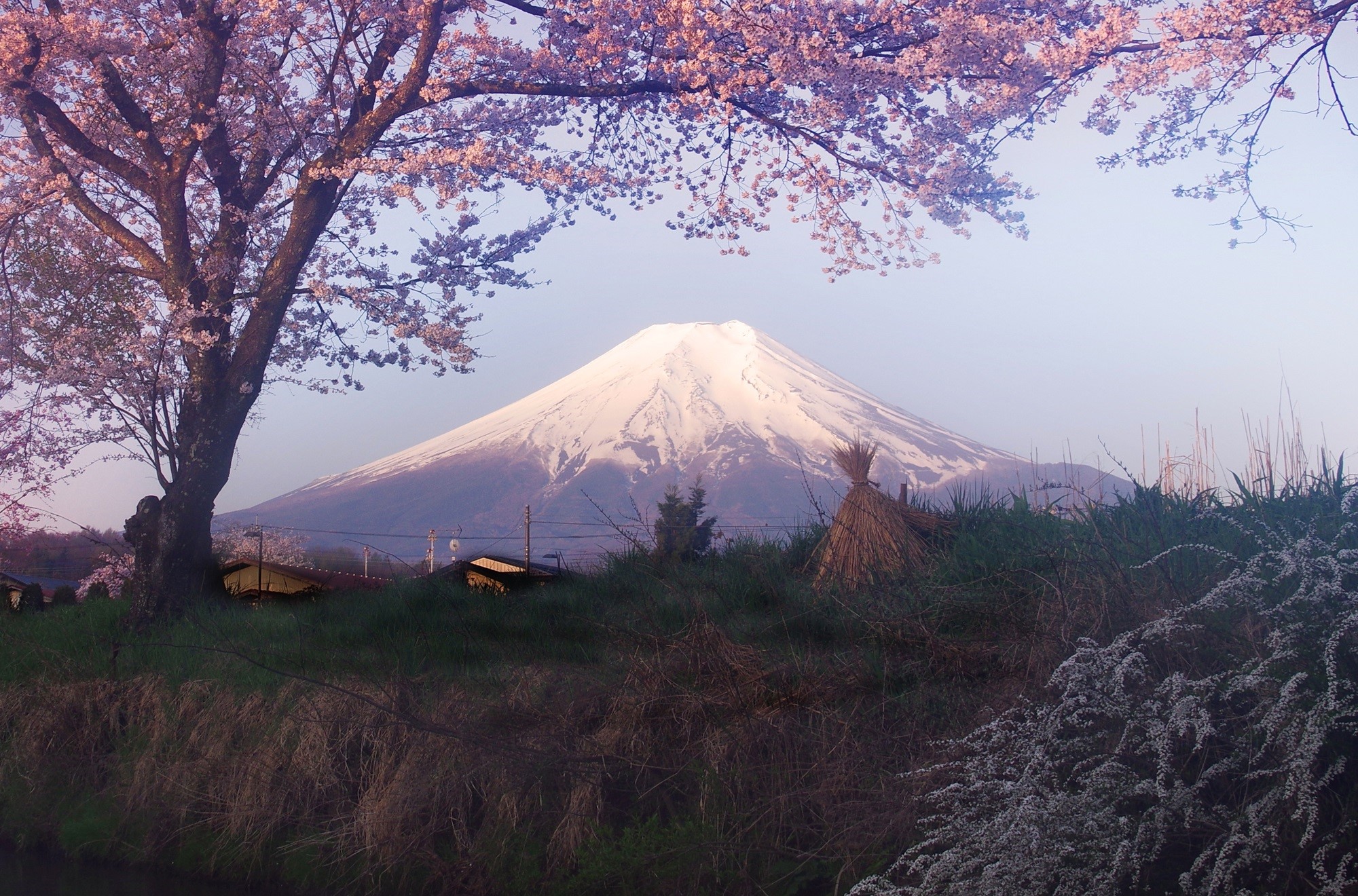 フロントページ　春の富士山「霞の春に咲く」