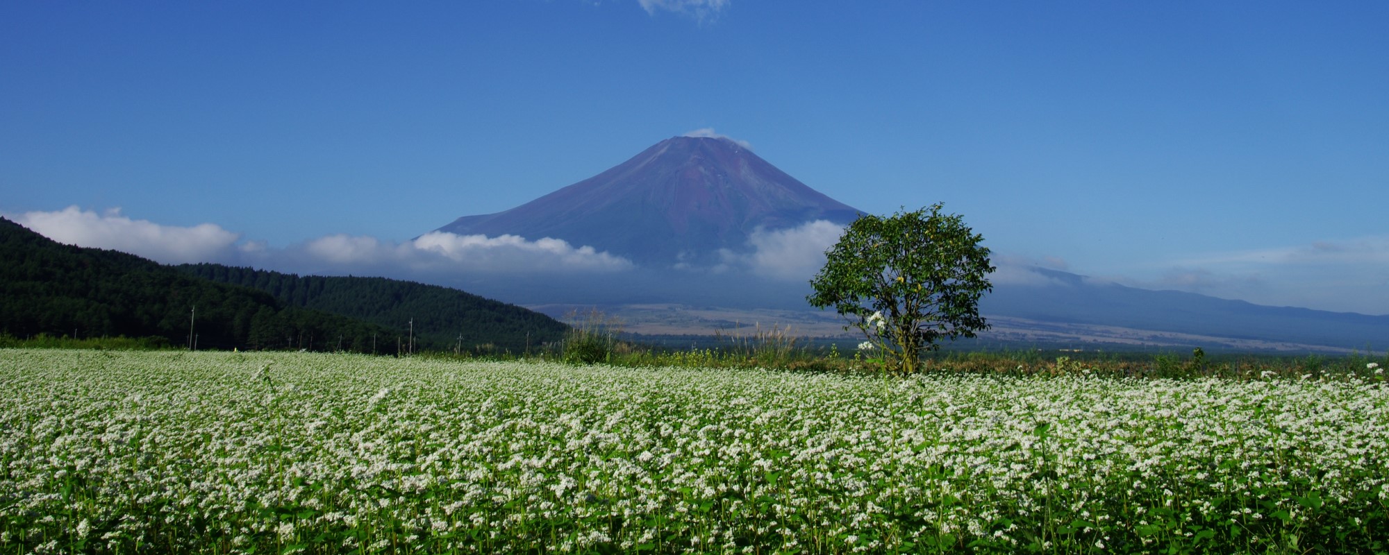 そばの花の咲く季節の画像