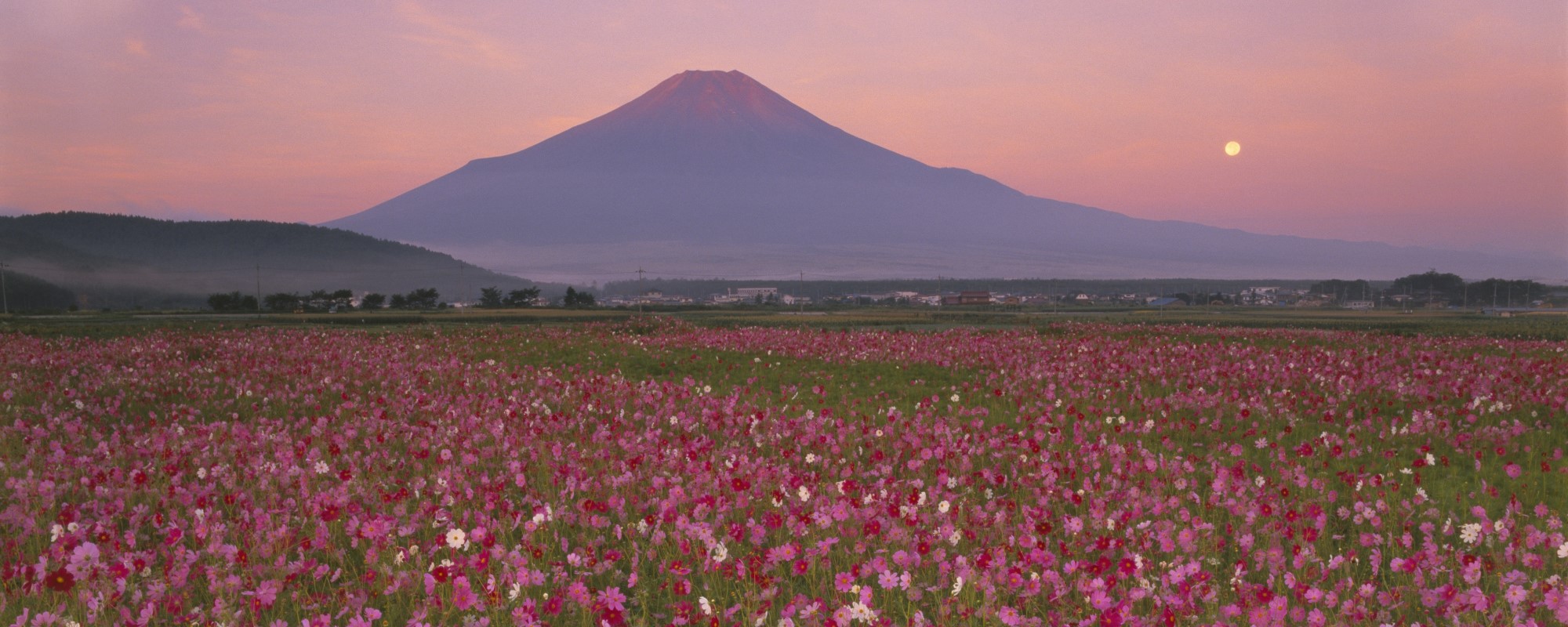 残月の花園の画像