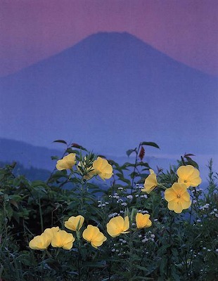月見草／永野武光の画像