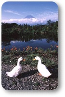 仲良あひる/御堂地由美の画像