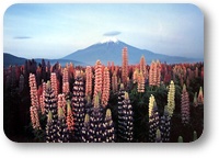 メルヘン雲と花/高島美穂子の画像
