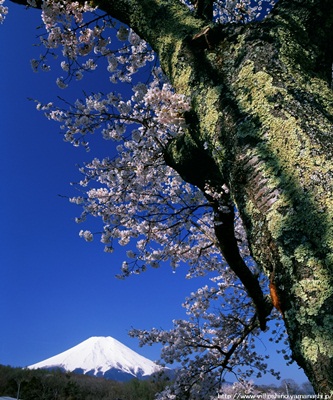 百寿桜／宮川繁の画像