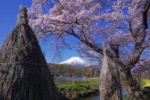 ケンコートキナー賞桜咲く頃画像