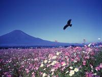 秋景／永野武光の画像