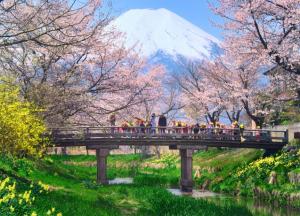 富士山の育む美しい水辺環境